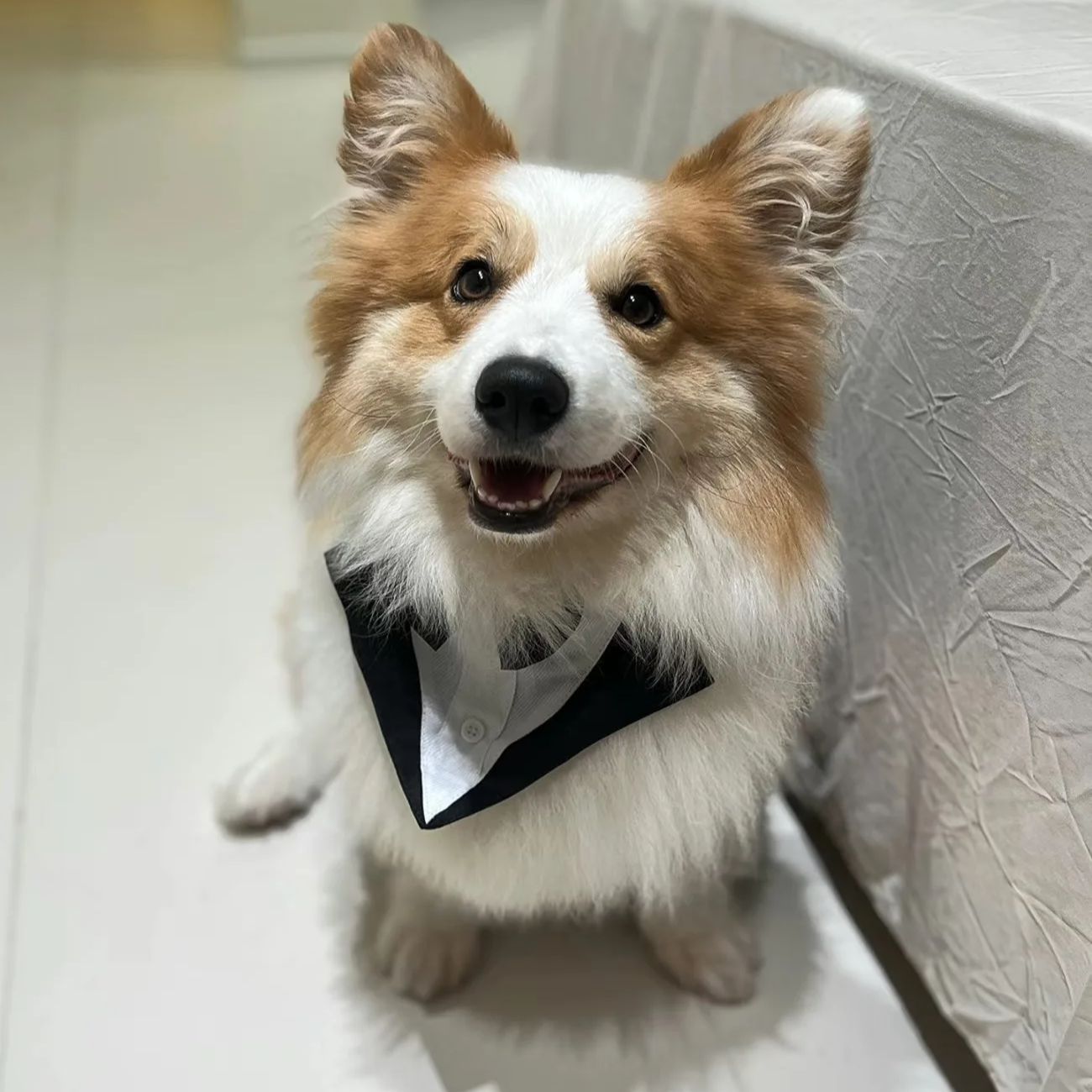 Ubrania dla psów, moda, imprez – Suitsupply Wedding Tuxedo recenzja i cena